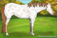 Horse Color:Gold Champagne Roan Dun Appaloosa 