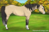 Horse Color:Buckskin Roan Dun Splash