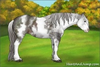 Horse Color:White Spotted Liver Chestnut 