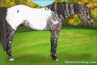 Horse Color:Brown Dun Appaloosa Rabicano