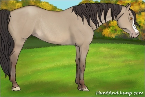 Horse Color:Sable Champagne Dun Rabicano