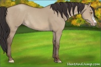 Horse Color:Sable Champagne Dun Rabicano