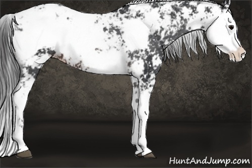 Horse Color:Brown Sabino Snowflake VarnishRabicano