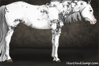 Horse Color:Brown Sabino Snowflake VarnishRabicano 