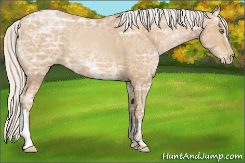 Horse Color:Silver Bay Ice Pearl 