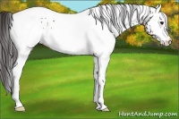 Horse Color:White Spotted Buckskin Rabicano 