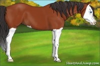 Horse Color:Bay Splash