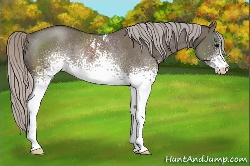 Horse Color:White Spotted Silver Grullo Rabicano