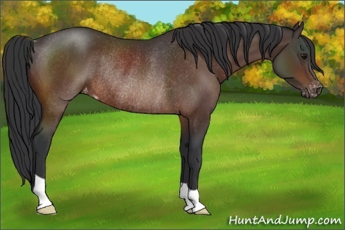 Horse Color:Brown Appaloosa Rabicano