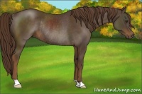 Horse Color:Liver Chestnut Rabicano 