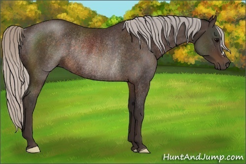 Horse Color:Silver Brown Rabicano 