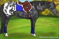 Horse Color:Black Ice Appaloosa 