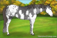 Horse Color:Black Splash Appaloosa 