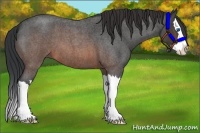 Horse Color:Brown Roan Splash