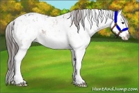 Horse Color:Black Sabino Splash Appaloosa  and Bay Sabino Splash Appaloosa 
