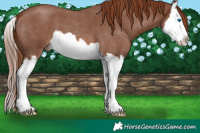 Horse Color:Red Roan Splash 