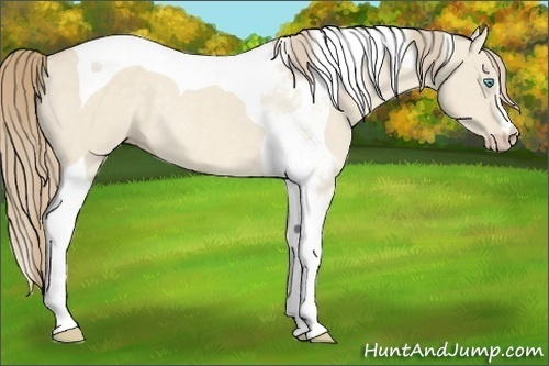 Horse Color:Perlino Dun Tobiano Rabicano