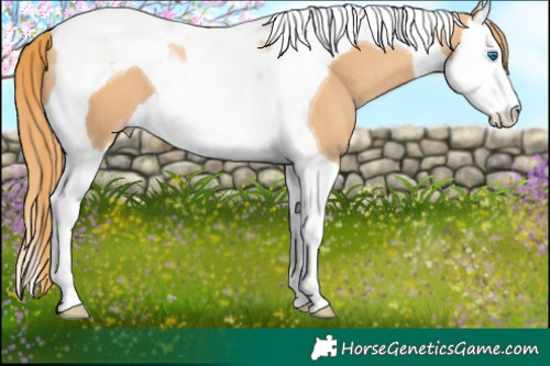 Horse Color:Gold Champagne Splash Tobiano