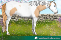 Horse Color:Gold Champagne Splash Tobiano 