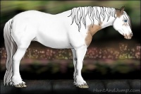 Horse Color:Bay Roan Dun Splash Tobiano Frame Appaloosa Rabicano