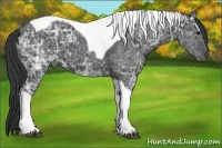 Horse Color:Black Ice Tobiano 