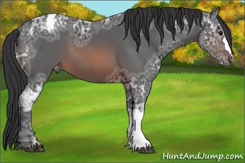 Horse Color:Brown Ice Appaloosa