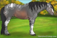 Horse Color:Brown Ice Appaloosa