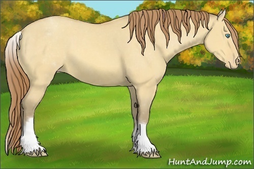 Horse Color:White Spotted Amber Cream Champagne Dun Appaloosa 