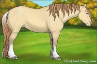 Horse Color:White Spotted Amber Cream Champagne Dun Appaloosa
