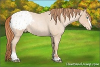 Horse Color:Buckskin Roan Pearl Sabino Appaloosa Rabicano 