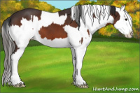 Horse Color:Bay Sabino Splash  and Gray Bay Appaloosa 