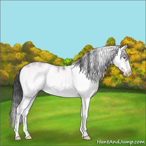 Horse Color:Sable Champagne Chinchilla Ice Onyx Sabino Splash Frame 