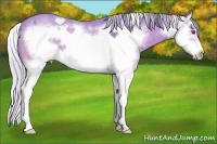 Horse Color:Silver Sable Champagne Chinchilla Ice Dun Sabino Splash Frame 