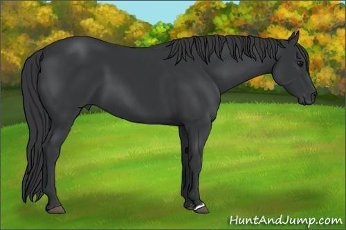 Horse Color:Black 