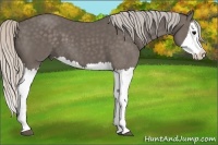 Horse Color:Silver Black Splash