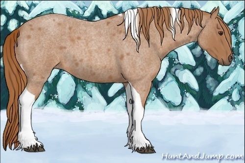Horse Color:Red Roan Tobiano 