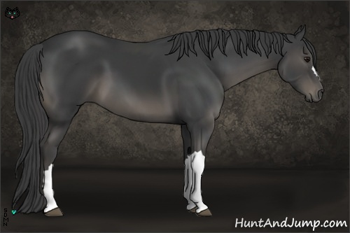 Horse Color:Smoky Black