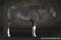 Horse Color:Smoky Black