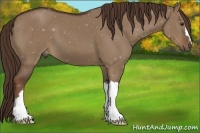 Horse Color:Liver Red Dun 