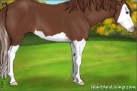 Horse Color:Chestnut Splash 