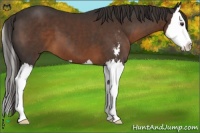 Horse Color:Liver Chestnut Sabino Splash 