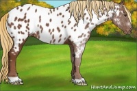 Horse Color:Chestnut Appaloosa Rabicano 