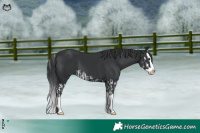 Horse Color:Black Splash and Black Splash