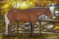 Horse Color:Silver Bay 