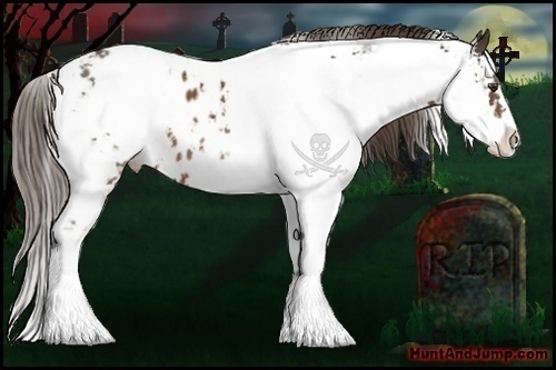 Horse Color:Liver Chestnut Sabino Appaloosa 