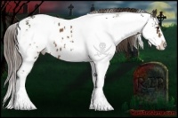 Horse Color:Liver Chestnut Sabino Appaloosa 