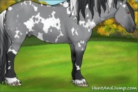Horse Color:White Spotted Grullo Chinchilla