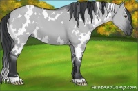 Horse Color:White Spotted Grullo Chinchilla 