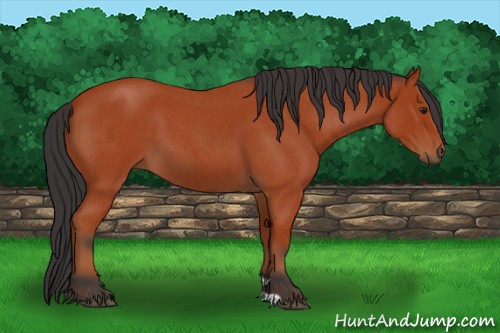 Horse Color:Bay Roan 