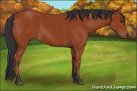 Horse Color:Brown 
